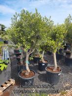 Olea europaea, stamomtrek 20/25, Ophalen of Verzenden