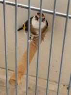 Te koop klein putter pop van 2025, Dieren en Toebehoren, Vogels | Overige Vogels