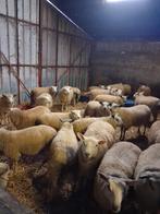 Lammeren te koop, Dieren en Toebehoren