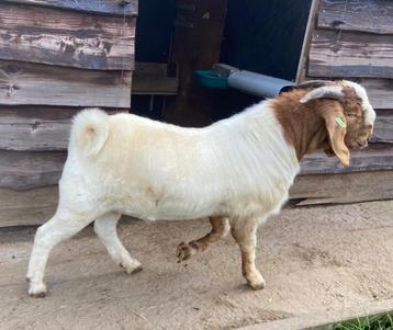 Chèvre boer bouc