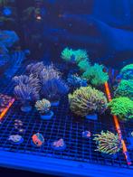 Coraux, Animaux & Accessoires, Poissons | Aquariums & Accessoires, Neuf, Autres types