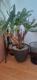 aloe plicatilis, Vetplant, 100 tot 150 cm, Ophalen of Verzenden, In pot
