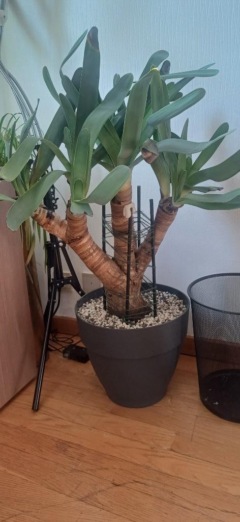 aloe plicatilis, Huis en Inrichting, Kamerplanten, Vetplant, 100 tot 150 cm, Groene kamerplant, Volle zon, In pot, Ophalen of Verzenden