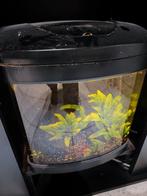 Nano aquarium +- 30litres, Dieren en Toebehoren, Vissen | Aquaria en Toebehoren, Ophalen, Gebruikt