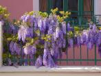 BLAUWE REGEN "PROLIFIC", PLANTEN DIE VROEG BLOEIEN, 18€/st., Tuin en Terras, Planten | Tuinplanten, Vaste plant, Ophalen of Verzenden