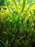 Rode Garnalen, Dieren en Toebehoren, Kreeft, Krab of Garnaal, Zoetwatervis