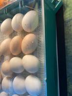 Broedeieren sierkippen gezocht, Dieren en Toebehoren, Ophalen of Verzenden, Zo goed als nieuw