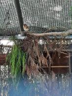 Kleine putter distelvink, Dieren en Toebehoren, Geringd
