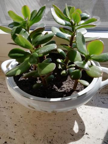 Crassula (jade)plantjes in bavaria schaal en anderen  beschikbaar voor biedingen