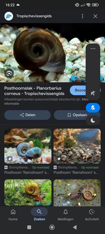 Posthoorn slakken gratis in vijver aqaruim