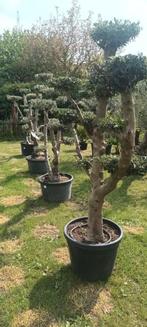 Olijfbomen olea europaea plato aan stuntprijzen!, Tuin en Terras, Planten | Bomen, Ophalen of Verzenden