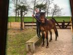 Mooie, lieve merrie, Dieren en Toebehoren, Recreatiepaard, Onbeleerd, Merrie, 0 tot 2 jaar