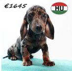 Schattige Teckels – Speels en aanhankelijk te koop, Dieren en Toebehoren, 15 weken tot 1 jaar, Parvo, Meerdere, Reu