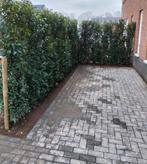 Haagplanten aan stuntprijzen!, Ophalen