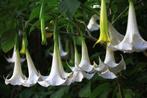 Brugmansia ( engelen trompet), Tuin en Terras, Ophalen of Verzenden