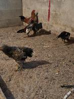 Jonge haantjes te koop