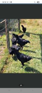 Gratis af te halen jonge Ayman Cemani hanen, Dieren en Toebehoren, Pluimvee
