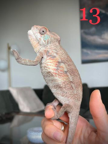 Jonge vrouwelijke kameleons furcifer pardalis ambilobe beschikbaar voor biedingen