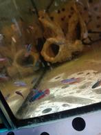 Jonge halfmoon bettas, Dieren en Toebehoren, Vissen | Aquariumvissen