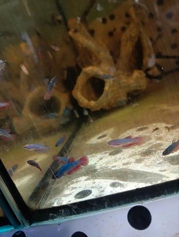 Jonge halfmoon bettas beschikbaar voor biedingen