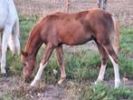 Prachtig welsh sectie B hengstveulen, Hengst, Onbeleerd, C pony (1.27m tot 1.37m), Gechipt