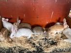 Verschillende vleeskonijnen te koop, Dieren en Toebehoren, Konijnen