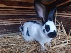 Vlinderkonijn, Dieren en Toebehoren, Konijnen, Vrouwelijk, Groot, 0 tot 2 jaar