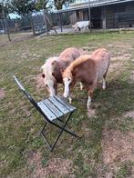 Twee prachtige Amerikaanse miniatuur veulentjes., Dieren en Toebehoren, Pony's, Hengst, A pony (tot 1.17m), Gechipt, 0 tot 2 jaar