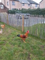 Hanen te koop, Dieren en Toebehoren, Mannelijk, Kip