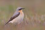 Europese Tapuit ( Oenathe oenanthe), Dieren en Toebehoren, Vogels | Overige Vogels, Meerdere dieren, Wildzangvogel, Geringd