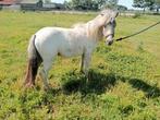 Super lief few spot hengstje met goed nas stamboek, Dieren en Toebehoren, Hengst, Ontwormd