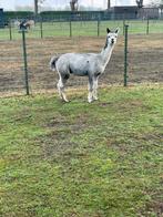 Alpaca dekhengst, Dieren en Toebehoren, April, Mannelijk