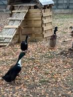 Loopeenden, Dieren en Toebehoren, Pluimvee, Meerdere dieren, Eend