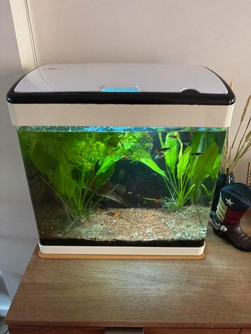 Compleet aquarium superfish beschikbaar voor biedingen