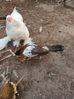 Bonte paukuikens, Dieren en Toebehoren, Pluimvee, Geslacht onbekend, Overige soorten