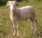 Wiltshire Horn dekrammen, Dieren en Toebehoren, Schapen, Geiten en Varkens, Mannelijk, Schaap, 0 tot 2 jaar