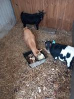 Dwerggeiten, Dieren en Toebehoren, Vrouwelijk, Geit, 0 tot 2 jaar
