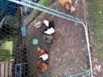 11kippen te koop, Dieren en Toebehoren, Ophalen of Verzenden, Zo goed als nieuw