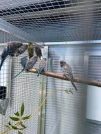 Blackface grasparkieten, Meerdere dieren, Parkiet, Geringd