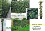 HEDERA HAAGPLANTEN, Groenblijvend, 80/100 cm , €1,2o/stuk, Ophalen of Verzenden, Overige soorten, Haag, Minder dan 100 cm