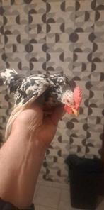 Nog 2 koppeljes jonge chabo en 2 haantjes, Dieren en Toebehoren, Pluimvee