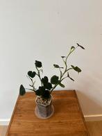 Philodendron Lupinum, Ophalen of Verzenden