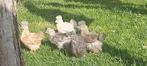 Jonge USA zijdehoendertjes, Dieren en Toebehoren