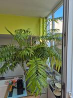 Belle grande plante d'interieur 1,15 m hauteur, En pot, Enlèvement, 100 à 150 cm, Plante verte