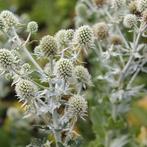 Eryngium planum White Glitter, Ophalen