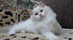 Ontdek deze charmante Ragdoll-kater met saffier blauw ogen !, Dieren en Toebehoren, Kater, Gechipt, 0 tot 2 jaar