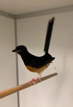 Sumatra schamalijster pop, Dieren en Toebehoren, Vogels | Overige Vogels, Vrouwelijk, Tropenvogel, Geringd