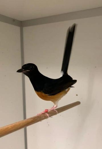 Sumatra schamalijster pop  beschikbaar voor biedingen