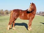 Lieve Welsh ruin pony met gouden karakter, Met stamboom, Ruin, 3 tot 6 jaar, C pony (1.27m tot 1.37m)