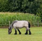 Trekpaard .merrie . Blauwschimmel, Dieren en Toebehoren, Paarden, Merrie, Gechipt, 3 tot 6 jaar, Onbeleerd
